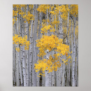 UTAH. USA. Espenwald (Populus tremuloides) in Poster