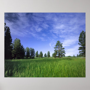 UTAH. USA. Gelb-Kiefern (Pinus ponderosa) & Poster