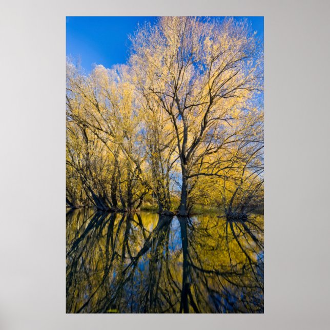 Utah. USA. Peachleaf Willow Trees Poster (Vorne)