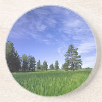UTAH. USA. Ponderosa pines Pinus ponderosa)