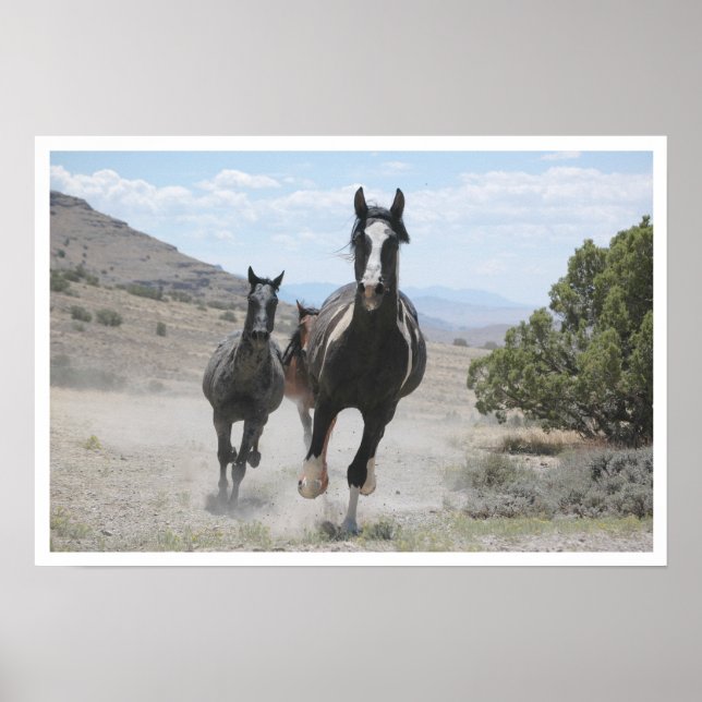 Utah Wild Horses Running Poster (Vorne)
