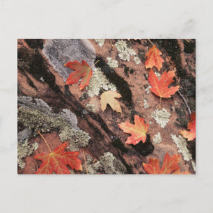 Utah, Zion-Nationalpark, Muster des Herbstes Postkarte