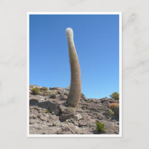uyuni cacti up postkarte