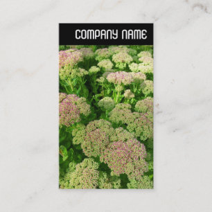 V Header - Sedum "Herbstfreude" Visitenkarte