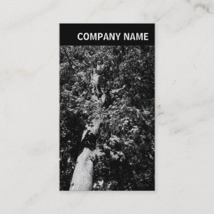 V Kopfzeile - Bild - Flugzeug Visitenkarte