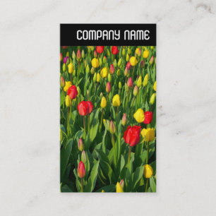 V Rubrik: Farbige Tulips II Visitenkarte