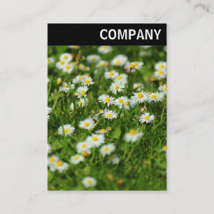 V. Überschrift: Daisy Meadow Visitenkarte