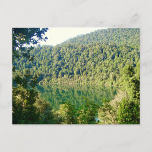 Valdivian Temperate Forest, Chile Postkarte