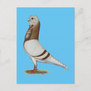 Valencian Figurita Pigeon Postkarte