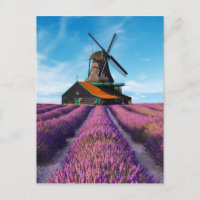 Valensole Lavender Fields Provence Frankreich