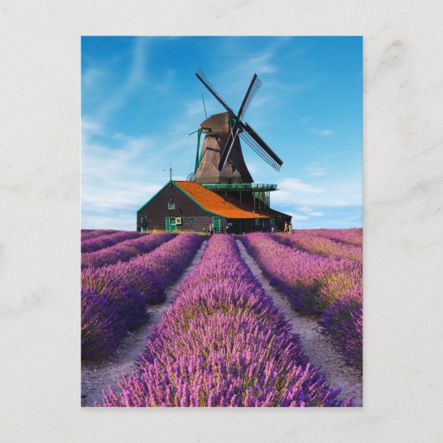 Valensole Lavender Fields Provence Frankreich Postkarte (Vorderseite)