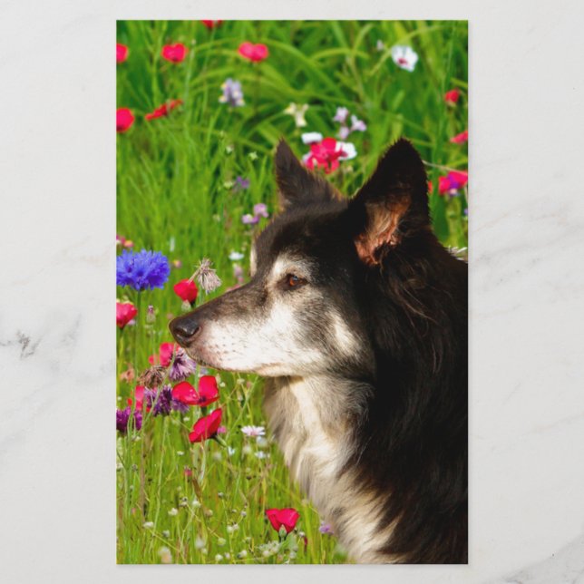 Valentine Border Collie mit wunderschönen Blume Briefpapier (Vorderseite)