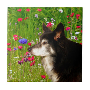 Valentine Border Collie mit wunderschönen Blume Fliese