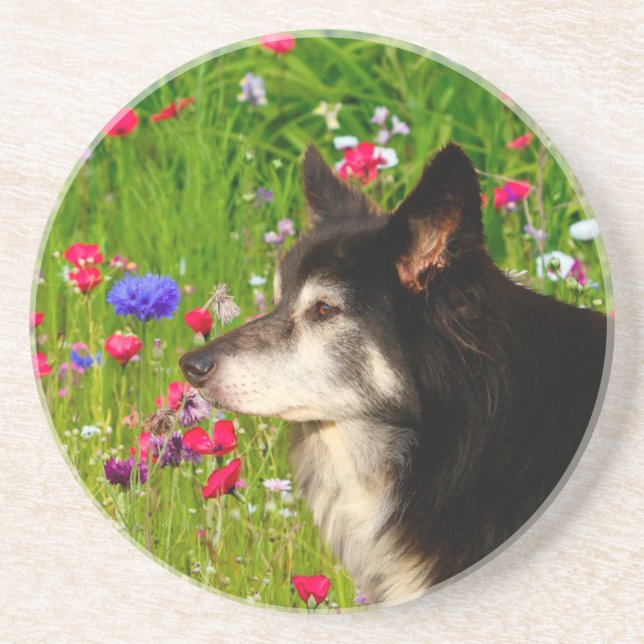 Valentine Border Collie mit wunderschönen Blume Untersetzer (Vorne)