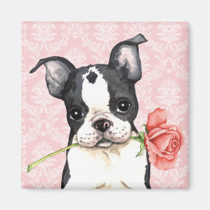 Valentine Rose Boston Terrier Magnet