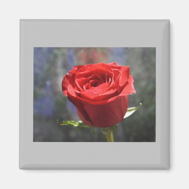 Valentine Rose Magnet (Vorne)