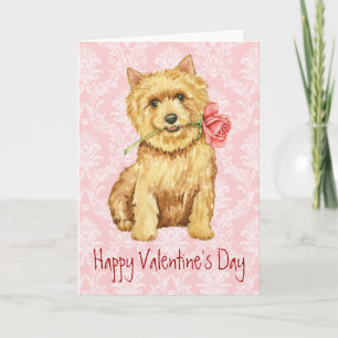 Valentine Rose Norwich Terrier Feiertagskarte