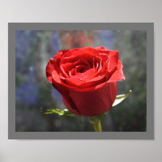 Valentine Rose Print Poster (Vorne)