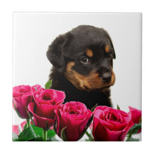 Valentine Rose Rottweiler Puppy Fliese