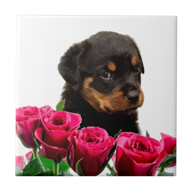 Valentine Rose Rottweiler Puppy Fliese (Vorderseite)