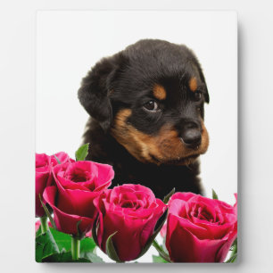 Valentine Rose Rottweiler Puppy Fotoplatte