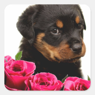Valentine-Rose Rottweiler Welpe Quadratischer Aufkleber