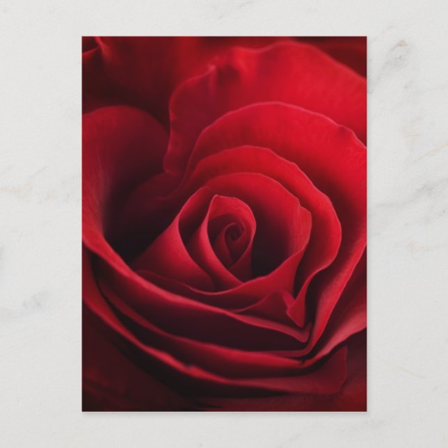 Valentine Rote Rose Feiertagspostkarte (Vorderseite)