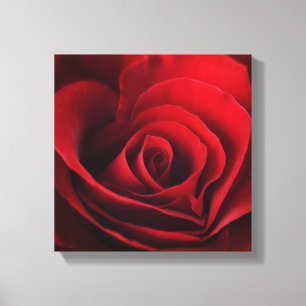 Valentine Rote Rose Leinwanddruck