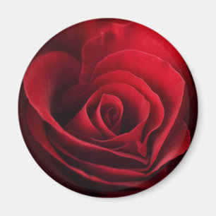 Valentine-Rote Rose Magnet