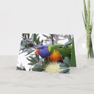 Valentinenkarte mit Lorikeet Feiertagskarte