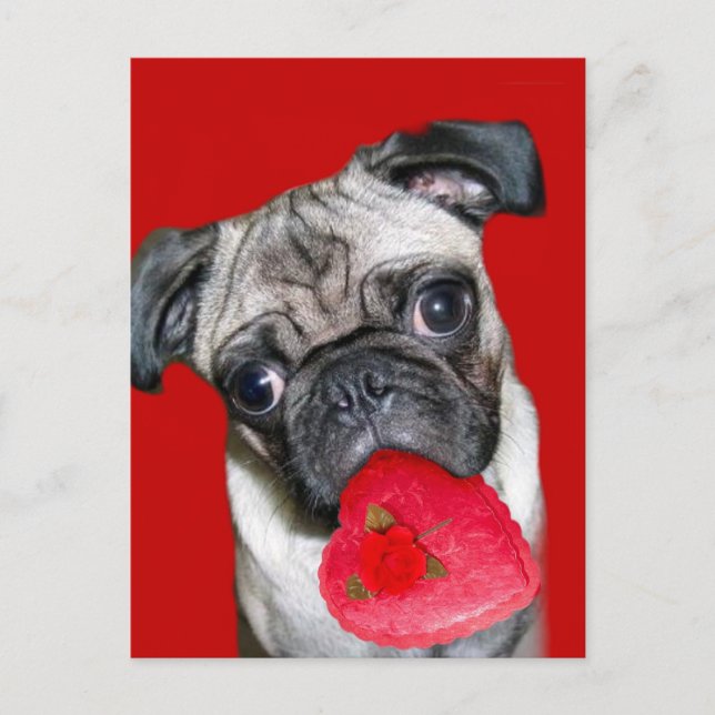Valentiner Mops Postkarte (Vorderseite)