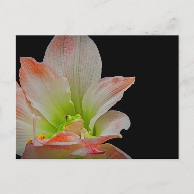 Valentines Frog Feiertagspostkarte (Vorderseite)