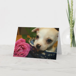 Valentines Liebe Card Baby Chihuahua Welpe Rose Feiertagskarte