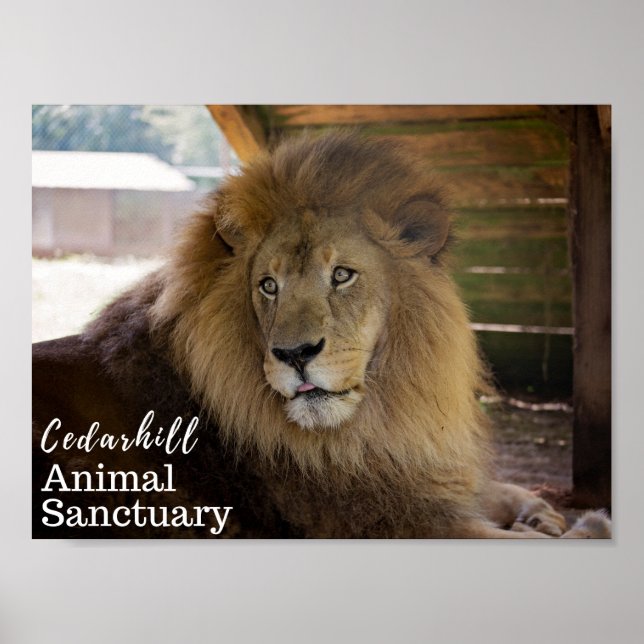 Valentino Poster (Vorne)