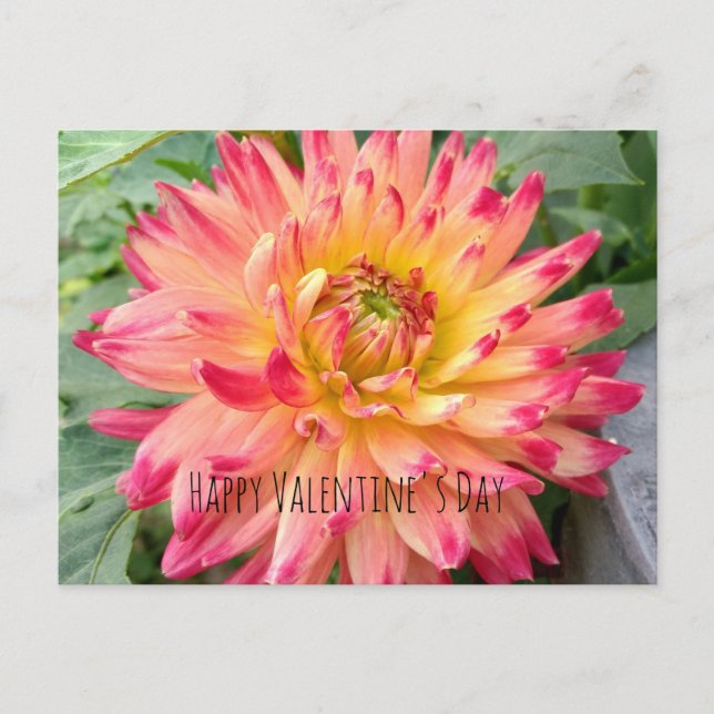 Valentinpostkarte mit rosa und gelber Dahlie Postkarte (Vorderseite)