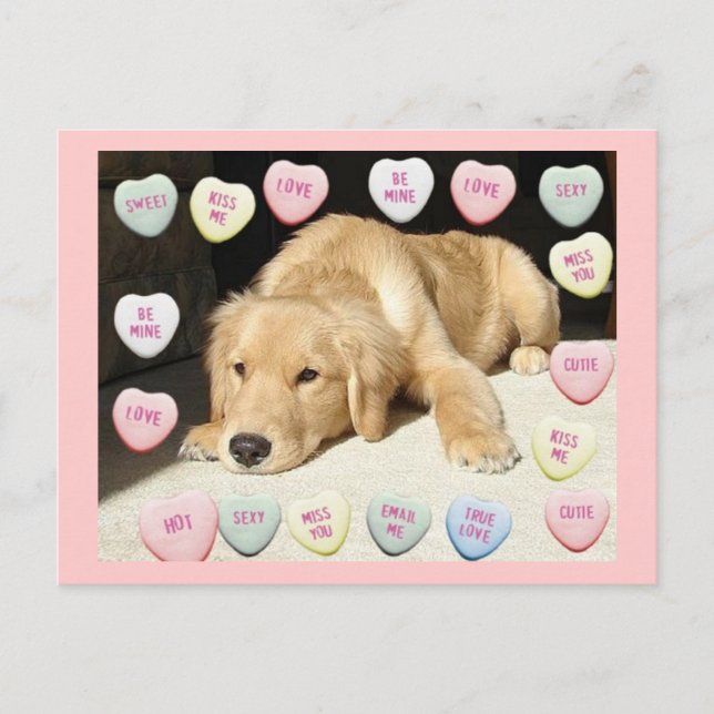 Valentinstag Goldener Retriever Feiertagspostkarte (Vorderseite)