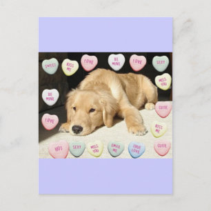 Valentinstag Goldener Retriever Feiertagspostkarte