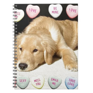 Valentinstag Goldener Retriever Notizblock