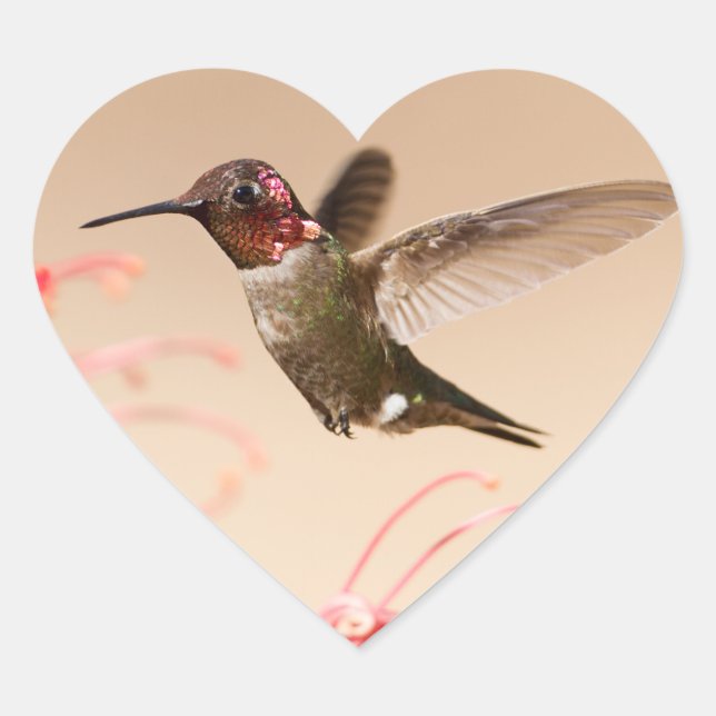 Valentinstag Hummingbird Herzkleber Herz-Aufkleber (Vorderseite)