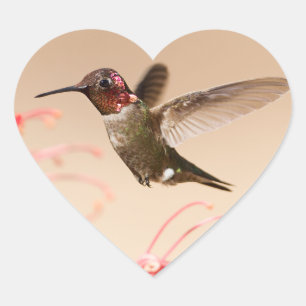 Valentinstag Hummingbird Herzkleber Herz-Aufkleber