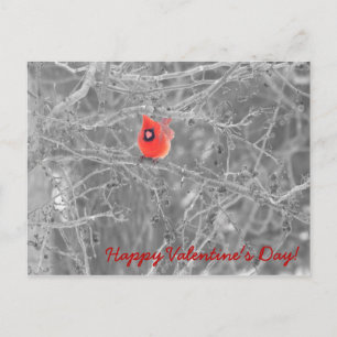 Valentinstag Kardinäle Postkarte