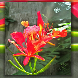 Vallarta Flaming Beauty 1583 Art Print Poster