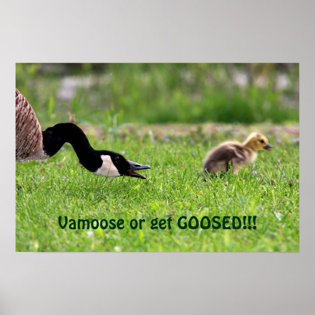 Vamoose Poster (Vorne)