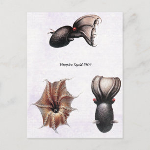 Vampir-Tintenfisch-Postkarte Postkarte