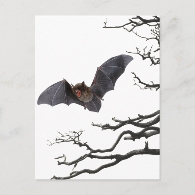 Vampire Bat, Gothic, Dracula, Bat, Horror Postkarte (Vorderseite)