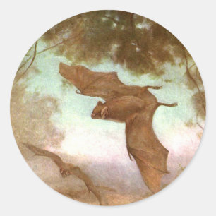 Vampire Bats von CE Swan, Vintage Wild Animals Runder Aufkleber
