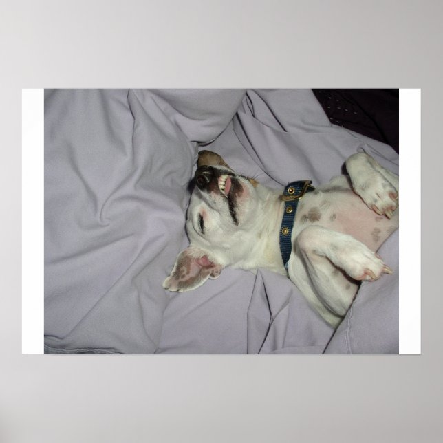 Vampire Dog Poster (Vorne)