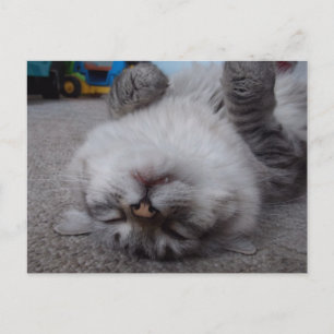 Vampire Kitty Postcard Postkarte