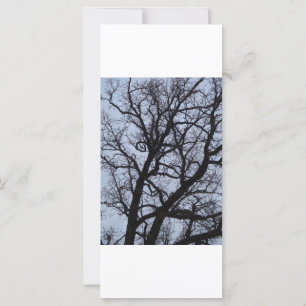 Vampire Tree