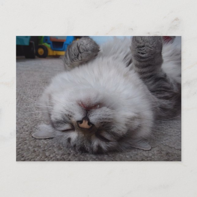 Vampirs-Miezekatze-Postkarte Postkarte (Vorderseite)